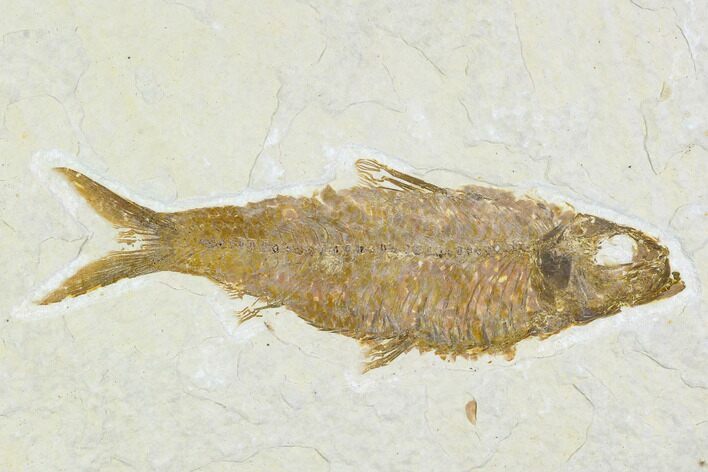 Detailed Fossil Fish (Knightia) - Wyoming #104182